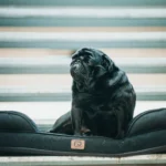 portrait de Roy